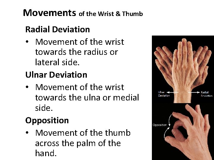 Movements of the Wrist & Thumb Radial Deviation • Movement of the wrist towards