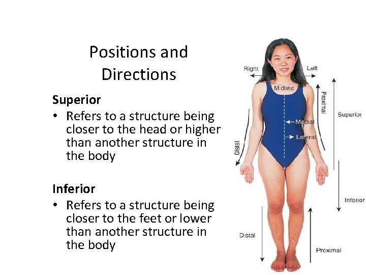 Positions and Directions Superior • Refers to a structure being closer to the head
