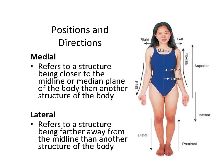 Positions and Directions Medial • Refers to a structure being closer to the midline