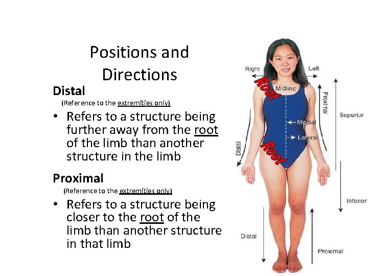 Distal Positions and Directions (Reference to the extremities only) • Refers to a structure