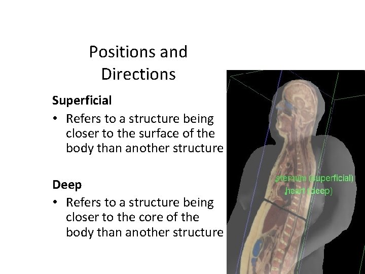 Positions and Directions Superficial • Refers to a structure being closer to the surface