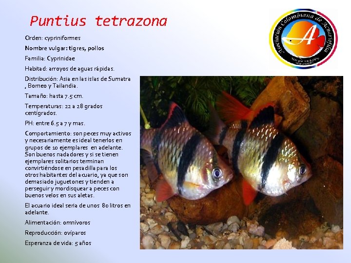 Puntius tetrazona Orden: cypriniformes Nombre vulgar: tigres, pollos Familia: Cyprinidae Habitad: arroyos de aguas