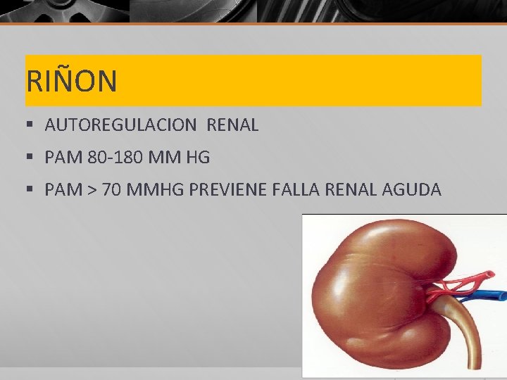 RIÑON § AUTOREGULACION RENAL § PAM 80 -180 MM HG § PAM > 70