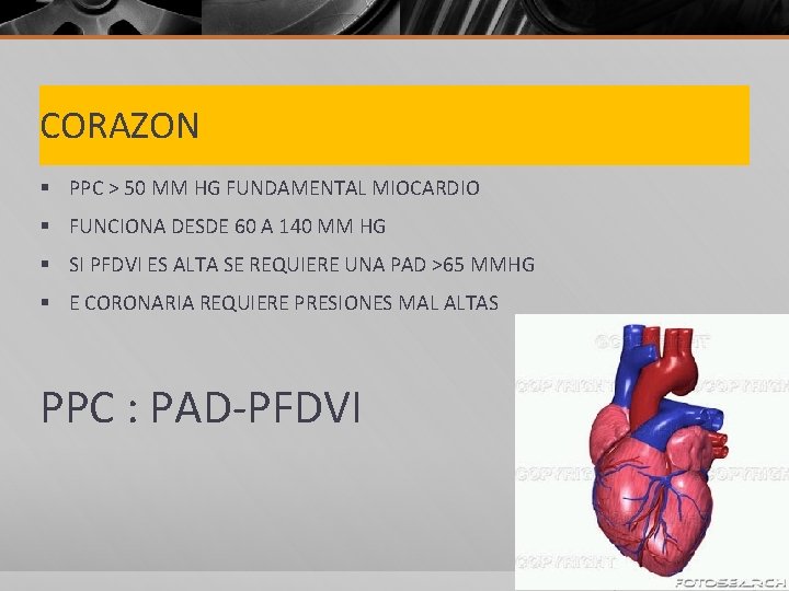 CORAZON § PPC > 50 MM HG FUNDAMENTAL MIOCARDIO § FUNCIONA DESDE 60 A