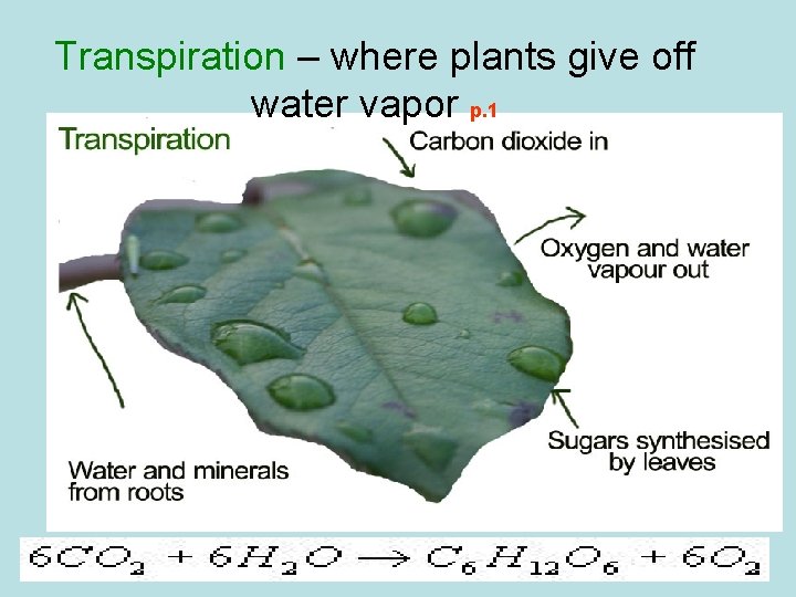 Transpiration – where plants give off water vapor p. 1 