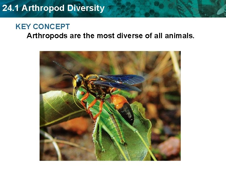 24. 1 Arthropod Diversity KEY CONCEPT Arthropods are the most diverse of all animals. 24. 1 Arthropod Diversity KEY CONCEPT Arthropods are the most diverse of all animals.