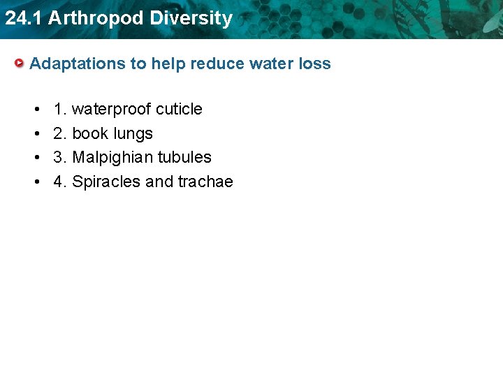 24. 1 Arthropod Diversity Adaptations to help reduce water loss • • 1. waterproof 24. 1 Arthropod Diversity Adaptations to help reduce water loss • • 1. waterproof