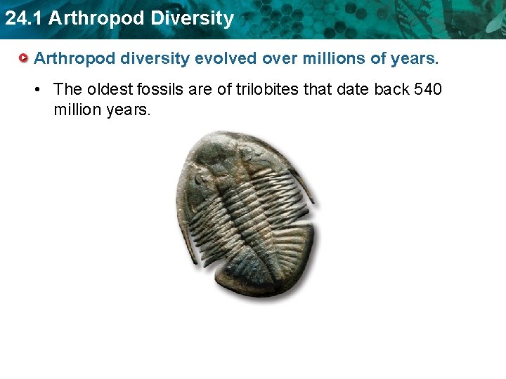 24. 1 Arthropod Diversity Arthropod diversity evolved over millions of years. • The oldest 24. 1 Arthropod Diversity Arthropod diversity evolved over millions of years. • The oldest
