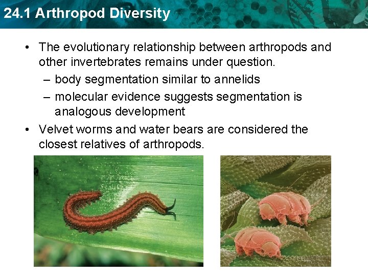 24. 1 Arthropod Diversity • The evolutionary relationship between arthropods and other invertebrates remains 24. 1 Arthropod Diversity • The evolutionary relationship between arthropods and other invertebrates remains