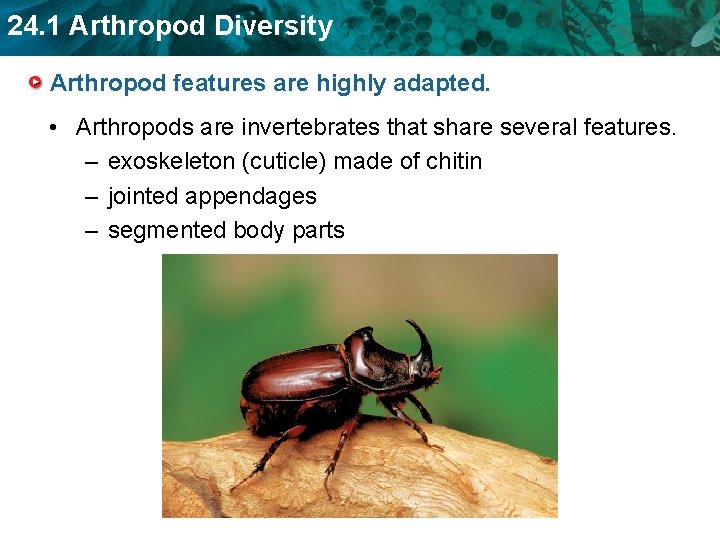 24. 1 Arthropod Diversity Arthropod features are highly adapted. • Arthropods are invertebrates that 24. 1 Arthropod Diversity Arthropod features are highly adapted. • Arthropods are invertebrates that