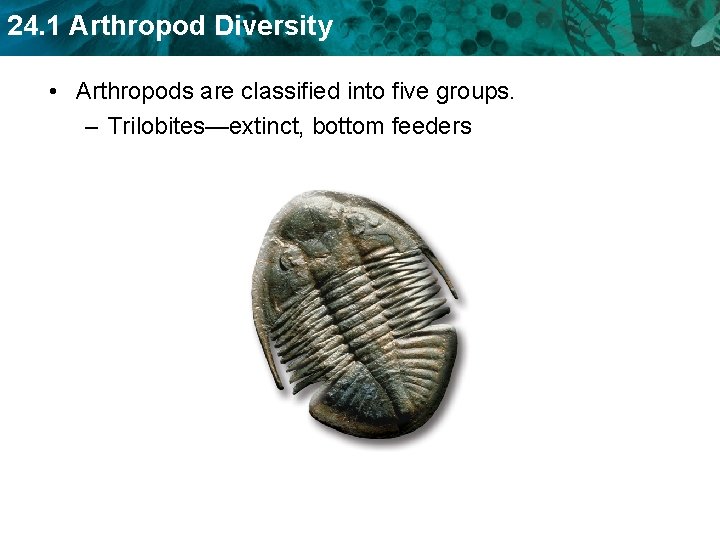 24. 1 Arthropod Diversity • Arthropods are classified into five groups. – Trilobites—extinct, bottom 24. 1 Arthropod Diversity • Arthropods are classified into five groups. – Trilobites—extinct, bottom