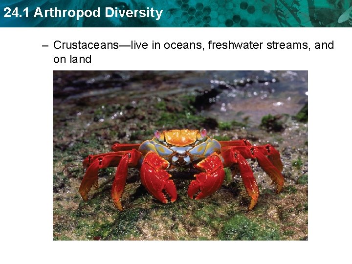 24. 1 Arthropod Diversity – Crustaceans—live in oceans, freshwater streams, and on land 24. 1 Arthropod Diversity – Crustaceans—live in oceans, freshwater streams, and on land