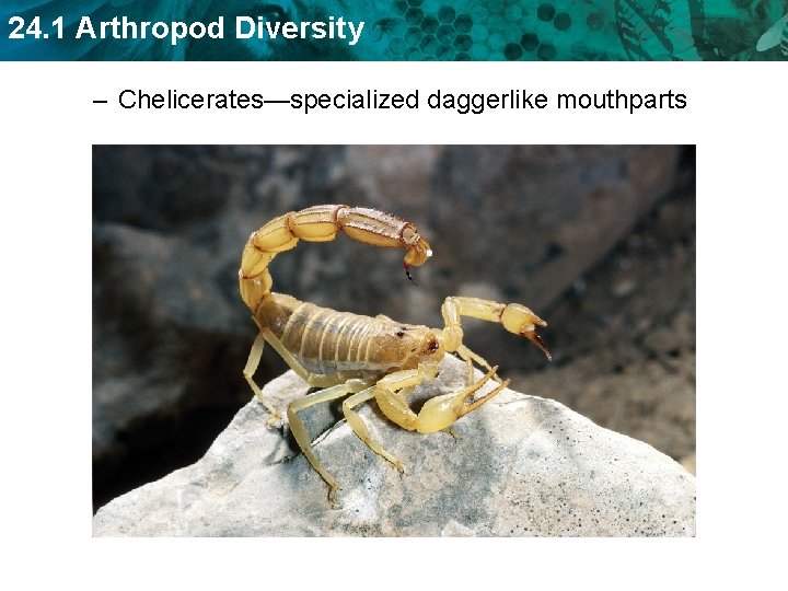 24. 1 Arthropod Diversity – Chelicerates—specialized daggerlike mouthparts 24. 1 Arthropod Diversity – Chelicerates—specialized daggerlike mouthparts