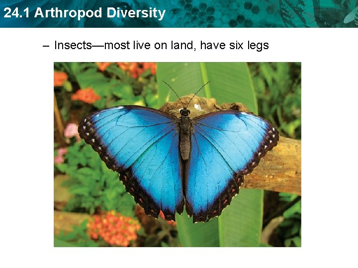 24. 1 Arthropod Diversity – Insects—most live on land, have six legs 24. 1 Arthropod Diversity – Insects—most live on land, have six legs