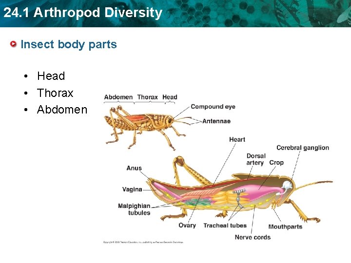 24. 1 Arthropod Diversity Insect body parts • Head • Thorax • Abdomen 24. 1 Arthropod Diversity Insect body parts • Head • Thorax • Abdomen