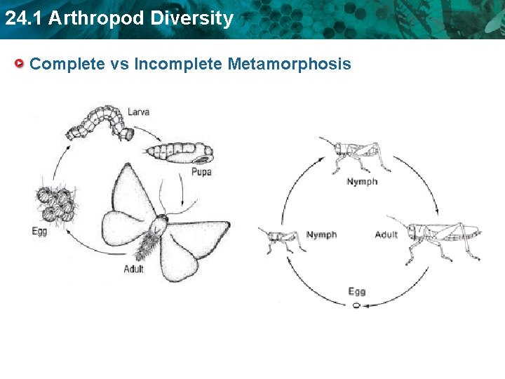24. 1 Arthropod Diversity Complete vs Incomplete Metamorphosis 24. 1 Arthropod Diversity Complete vs Incomplete Metamorphosis
