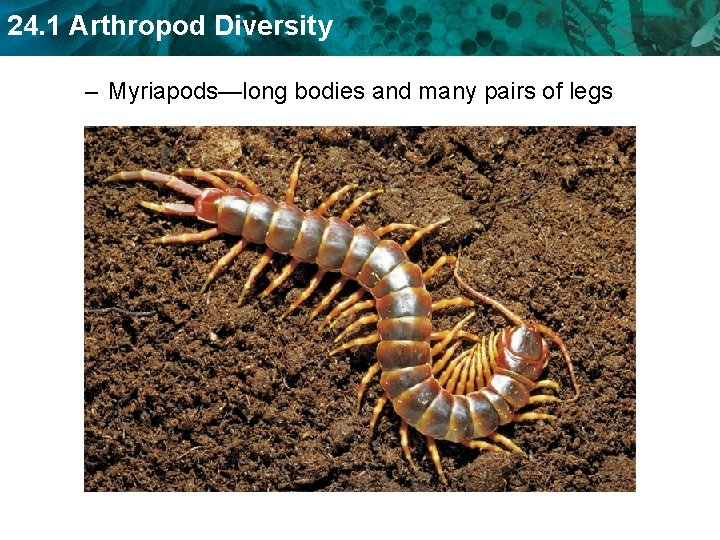 24. 1 Arthropod Diversity – Myriapods—long bodies and many pairs of legs 24. 1 Arthropod Diversity – Myriapods—long bodies and many pairs of legs