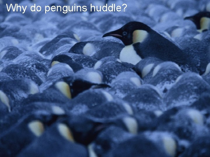 Why do penguins huddle? 