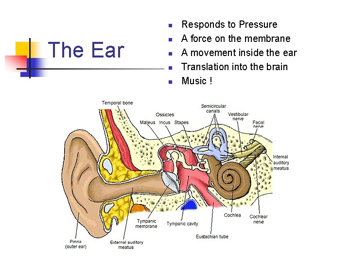 n The Ear n n Responds to Pressure A force on the membrane A