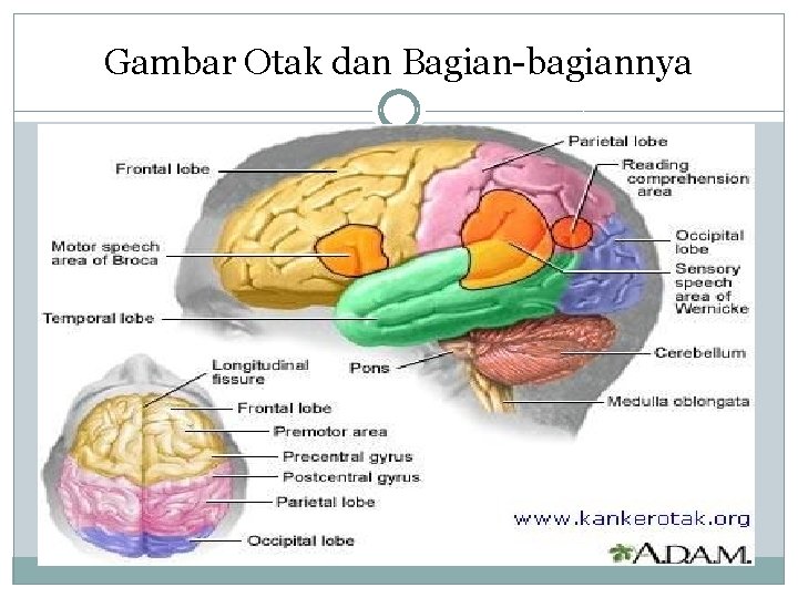 Gambar Otak dan Bagian-bagiannya 