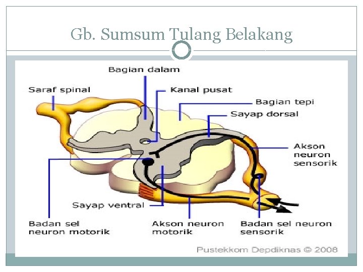 Gb. Sumsum Tulang Belakang 