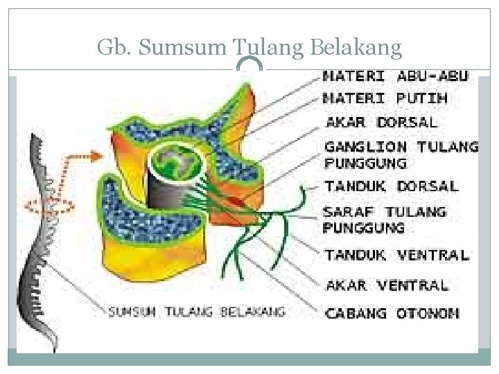 Gb. Sumsum Tulang Belakang 