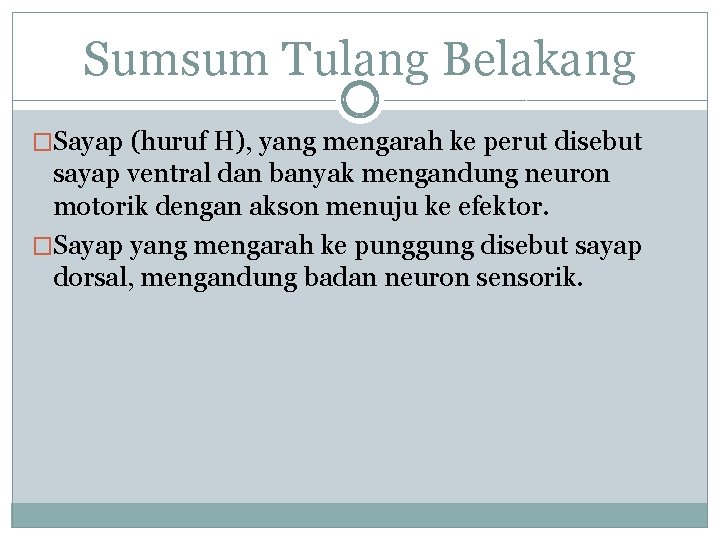 Sumsum Tulang Belakang �Sayap (huruf H), yang mengarah ke perut disebut sayap ventral dan