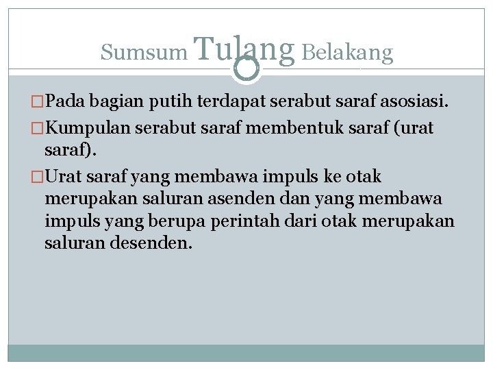 Sumsum Tulang Belakang �Pada bagian putih terdapat serabut saraf asosiasi. �Kumpulan serabut saraf membentuk