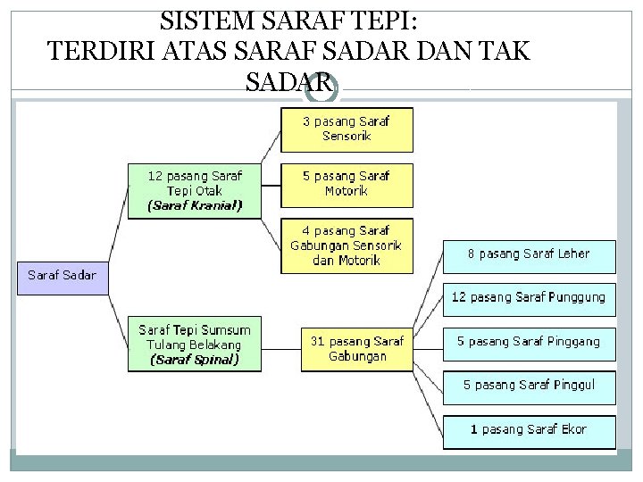 SISTEM SARAF TEPI: TERDIRI ATAS SARAF SADAR DAN TAK SADAR 