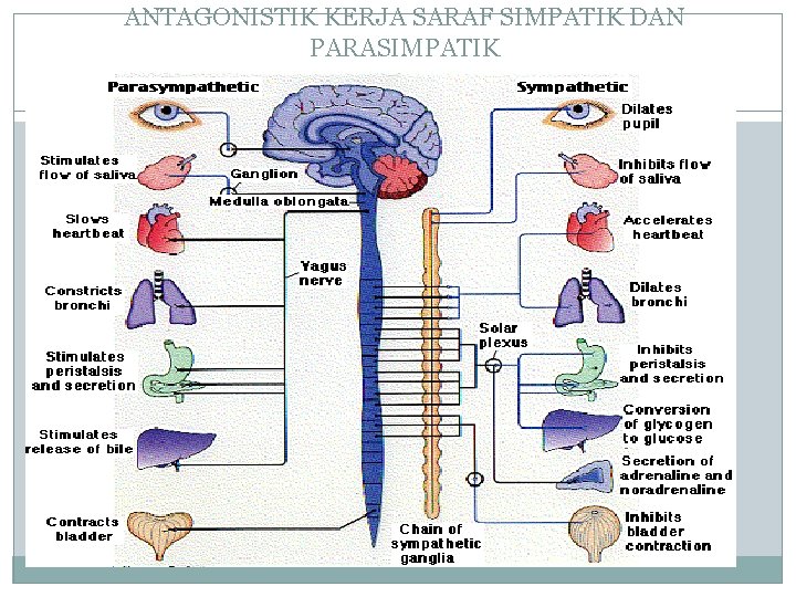 ANTAGONISTIK KERJA SARAF SIMPATIK DAN PARASIMPATIK 