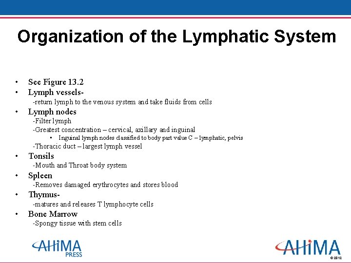 Organization of the Lymphatic System • • See Figure 13. 2 Lymph vessels-return lymph