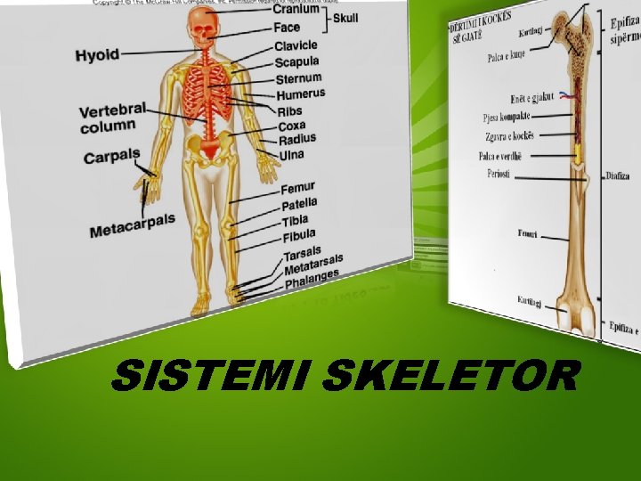 SISTEMI SKELETOR 