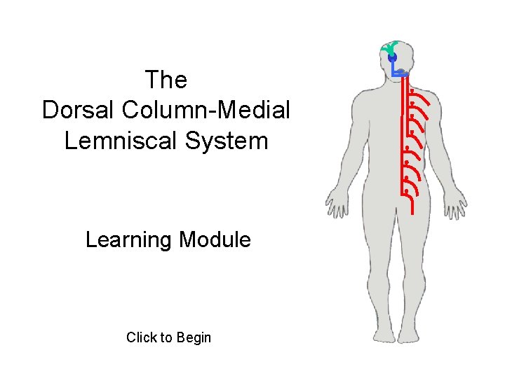 The Dorsal Column-Medial Lemniscal System Learning Module Click to Begin The Dorsal Column-Medial Lemniscal System Learning Module Click to Begin