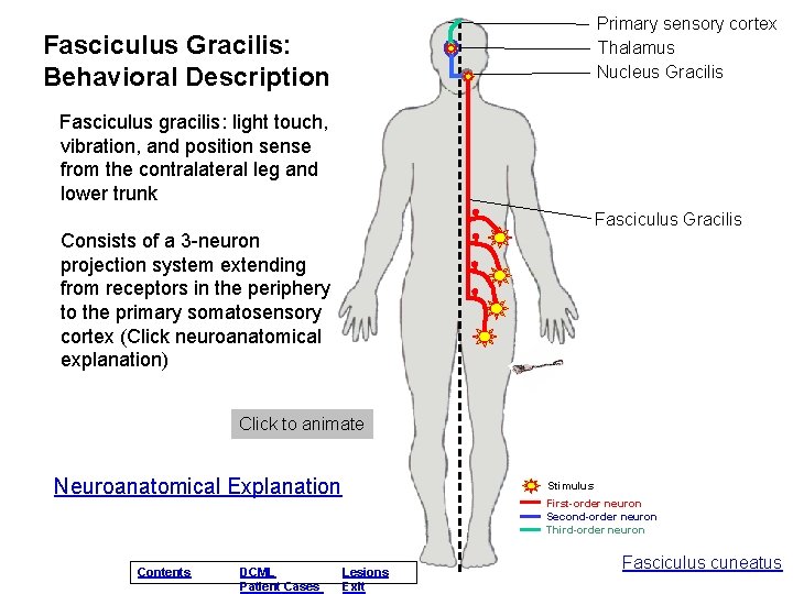 Primary sensory cortex Thalamus Nucleus Gracilis Fasciculus Gracilis: Behavioral Description Fasciculus gracilis: light touch, Primary sensory cortex Thalamus Nucleus Gracilis Fasciculus Gracilis: Behavioral Description Fasciculus gracilis: light touch,