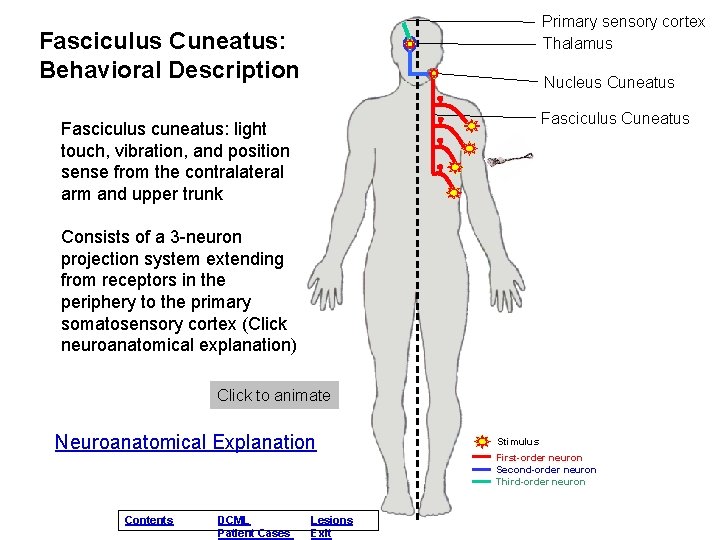 Primary sensory cortex Thalamus Fasciculus Cuneatus: Behavioral Description Nucleus Cuneatus Fasciculus cuneatus: light touch, Primary sensory cortex Thalamus Fasciculus Cuneatus: Behavioral Description Nucleus Cuneatus Fasciculus cuneatus: light touch,