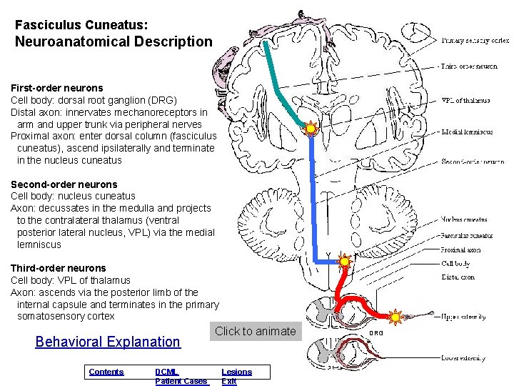 Fasciculus Cuneatus: Neuroanatomical Description First-order neurons Cell body: dorsal root ganglion (DRG) Distal axon: Fasciculus Cuneatus: Neuroanatomical Description First-order neurons Cell body: dorsal root ganglion (DRG) Distal axon: