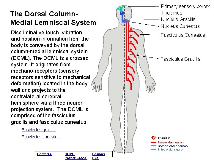 The Dorsal Column. Medial Lemniscal System Discriminative touch, vibration, and position information from the The Dorsal Column. Medial Lemniscal System Discriminative touch, vibration, and position information from the