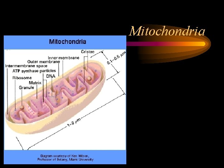 Mitochondria 