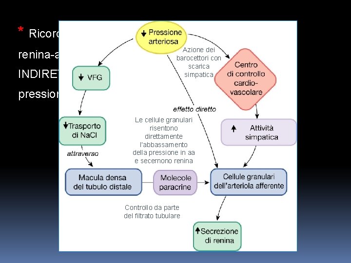 * Ricordiamo che gli stimoli che innescano il sistema Azione dei barocettori con scarica * Ricordiamo che gli stimoli che innescano il sistema Azione dei barocettori con scarica