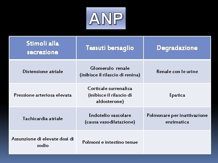 ANP Stimoli alla secrezione Tessuti bersaglio Degradazione Distensione atriale Glomerulo renale (inibisce il rilascio ANP Stimoli alla secrezione Tessuti bersaglio Degradazione Distensione atriale Glomerulo renale (inibisce il rilascio