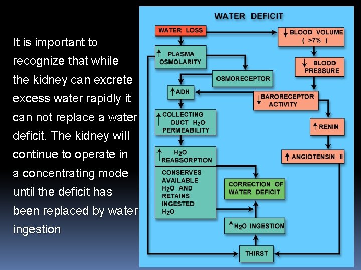 It is important to recognize that while the kidney can excrete excess water rapidly It is important to recognize that while the kidney can excrete excess water rapidly