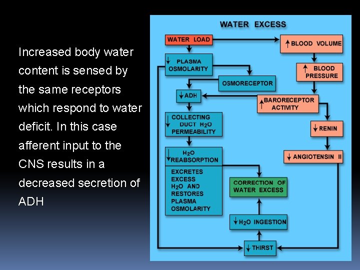 Increased body water content is sensed by the same receptors which respond to water Increased body water content is sensed by the same receptors which respond to water