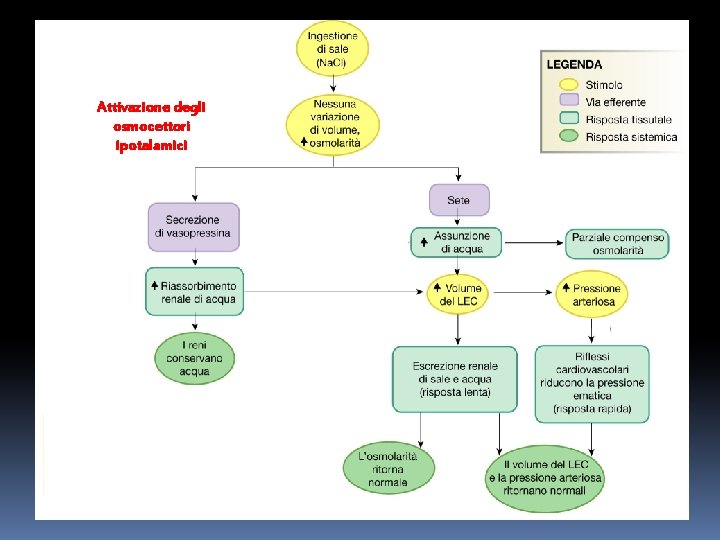 Attivazione degli osmocettori ipotalamici Attivazione degli osmocettori ipotalamici