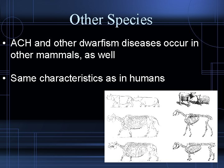 Other Species • ACH and other dwarfism diseases occur in other mammals, as well