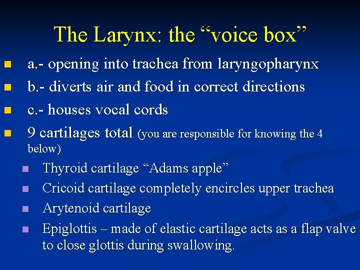 The Larynx: the “voice box” n n a. - opening into trachea from laryngopharynx