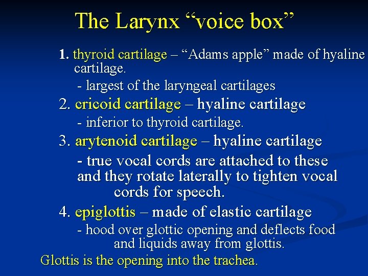 The Larynx “voice box” 1. thyroid cartilage – “Adams apple” made of hyaline cartilage.