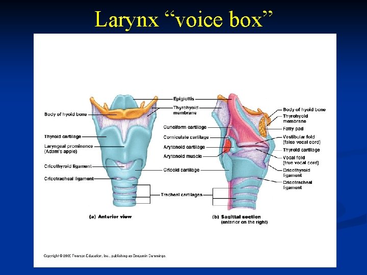 Larynx “voice box” 