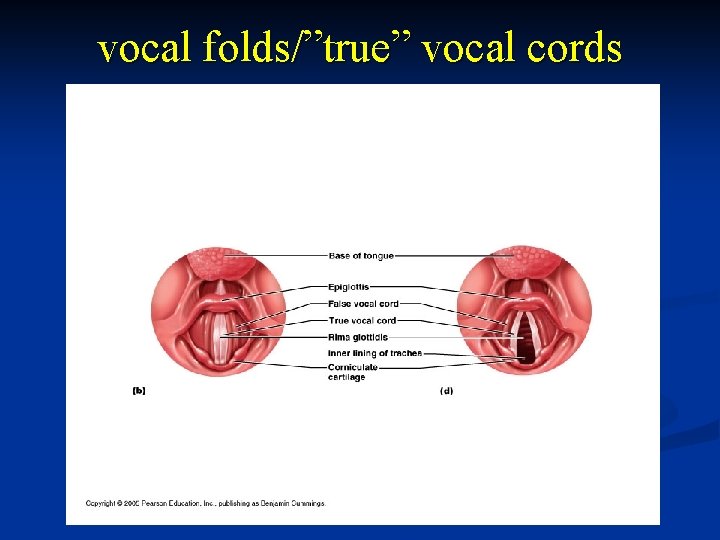 vocal folds/”true” vocal cords 