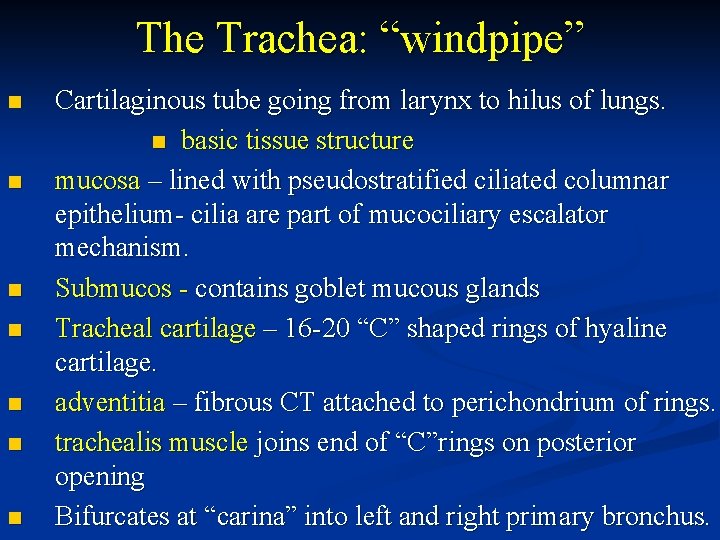 The Trachea: “windpipe” n n n n Cartilaginous tube going from larynx to hilus
