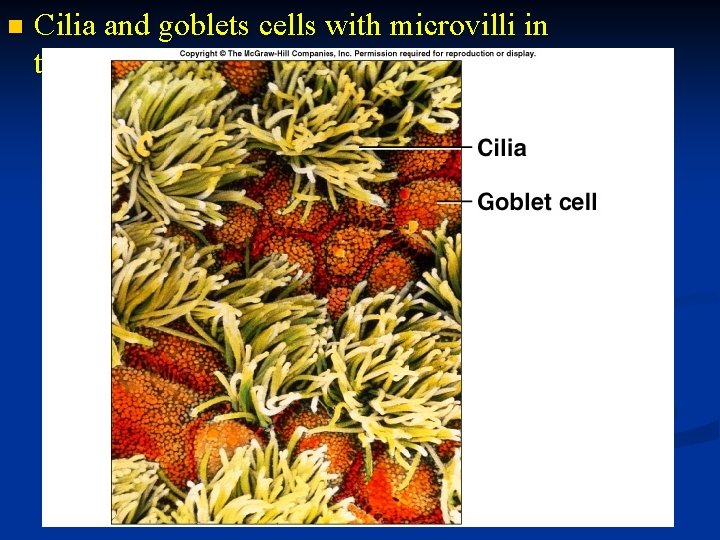 n Cilia and goblets cells with microvilli in trachea 